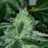 Auto Buddha Syrup feminised Buddha Seeds