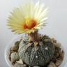Недорогие семена кактуса Astrophytum asterias