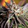 семена конопли Россия Great White Shark feminised