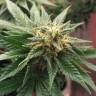семена конопли скороспелый купить Auto Betty Boo feminised