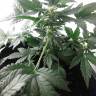 семена конопли интернет магазин Auto Betty Boo feminised