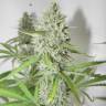 семена конопли индика SexBud feminised Female Seeds