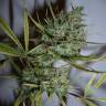 семена конопли интернет магазин Top 44 feminised