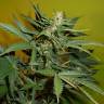 где заказать семена конопли Auto Big Devil XL regular