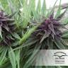 семена конопли Спб Dutch Outdoor Mix feminised Dutch Passion Seeds