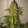 семена конопли для курения Skunk Special feminised Female Seeds