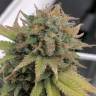 семена конопли f1 в оригинальной упаковке Aurora Indica regular Nirvana Seeds