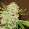 семена индийской конопли White Russian regular Serious Seeds