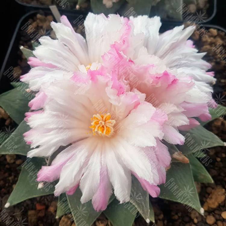 Семена кактуса Ariocarpus retusus var. furfuraceus