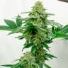 Качественные семена марихуаны Kerosene Krash feminised Ganja Seeds