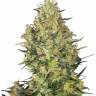 Satori feminised Ganja Seeds