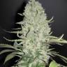 семена конопли марихуаны White Widow x Big Bud feminised Female Seeds