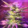 регулярные семена конопли купить Blue Mystic regular Nirvana Seeds