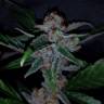 семена конопли аутдор Silver Bubble regular Reserva Privada