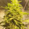 мощные сорта конопли спб Auto Girl Scout Cookies feminised