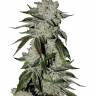 Auto Girl Scout Cookies feminised Ganja Seeds