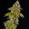 Auto Girl Scout Cookies feminised Ganja Seeds