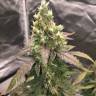 Auto Girl Scout Cookies feminised Ganja Seeds