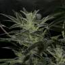 семена конопли в интернете Auto AK feminised Grass-o-Matic