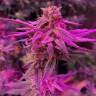 семена конопли для посадки купить Sativa Dream (LOL) feminised Kannabia Seeds