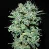урожайные семена конопли X18 Pure Pakistani regular Reserva Privada