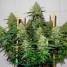 Glueberry O.G. feminised Ganja Seeds семена купить