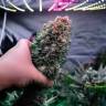 Фотопериодные семена Glueberry O.G. feminised Ganja Seeds