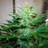 Качественные семена конопли G13 Haze feminised Ganja Seeds Качественные семена конопли G13 Haze feminised Ganja Seeds