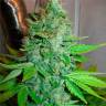 Семена конопли оптом G13 Haze feminised Ganja Seeds Семена конопли оптом G13 Haze feminised Ganja Seeds
