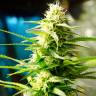 семена конопли AK 49 feminised