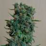 семена конопли наложенным платежом AK 49 feminised