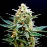 семена конопли почтой AK 49 feminised