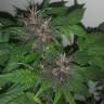 семена конопли в интернете Purple OG feminised