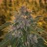 элитные семена конопли в рф Auto Blueberry Haze feminised