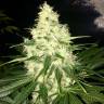 семена конопли элитных сортов Mataro Blue feminised Kannabia Seeds