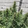 семена конопли в интернете Mataro Blue feminised Kannabia Seeds
