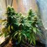 Семена марихуаны Auto Candy Kush feminised Ganja Seeds Семена марихуаны Auto Candy Kush feminised Ganja Seeds