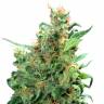 Orange Light feminised Seedmakers Seeds