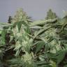 семена конопли Big Chuy feminised Bang Seeds
