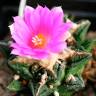 Заказать семки кактуса Ariocarpus fissuratus var. hintonii