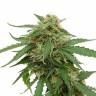 хорошие семена конопли Tangerine feminised