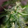 Silver Jack feminised Seedmakers Seeds