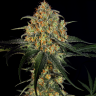 Sweet Tooth regular Ganja Seeds