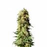 семена конопли феминизированные Original Berry feminised Kannabia Seeds
