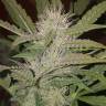 мощные семена конопли Auto Blue Pyramid feminised Pyramid Seeds