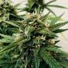 семена конопли феминизированные Auto Bubble Kush feminised Royal Queen