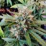 урожайные семена конопли Auto Bubble Kush feminised Royal Queen