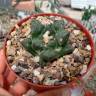Купить недорогие семена кактуса Ariocarpus fissuratus
