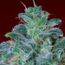 Семена конопли Mohan Ram feminised Ganja Seeds