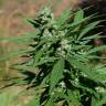 семена конопли скороспелый купить Auto Sweet Mango regular